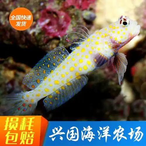 橙点虾虎 金点虾虎橙点古b 活体海水鱼 海缸翻沙清洁生物快递包活