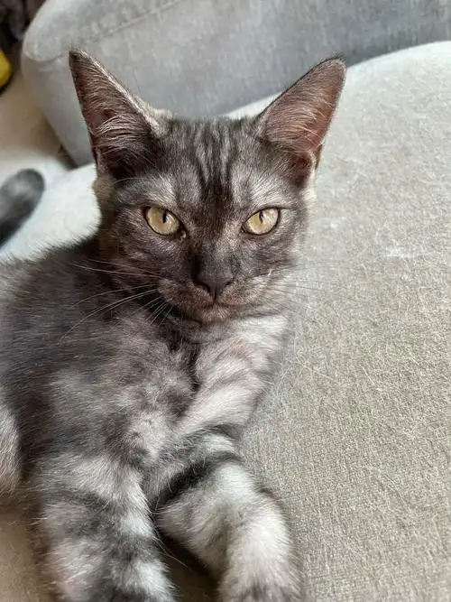 武汉烟灰色美短求领养