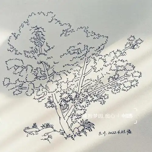 钢笔速写打卡第29关夏日枫树带步骤