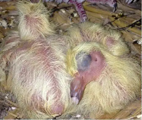 我见证了小鸽子的成长!