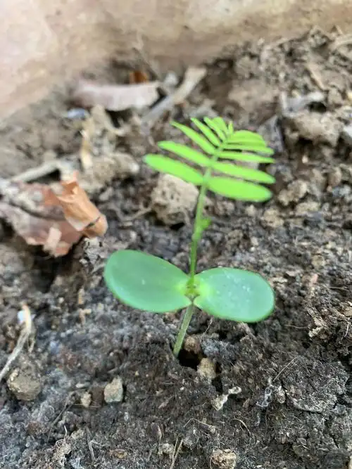 记录一下红合欢发芽过程