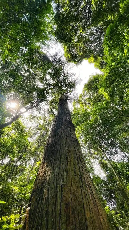 峨眉山参天大树