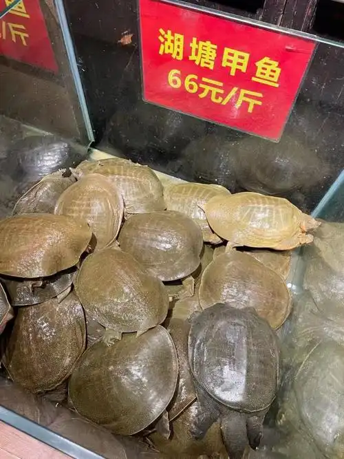 金元甲甲鱼肥硕滋补爽滑q弹吃货们再也按捺不住了