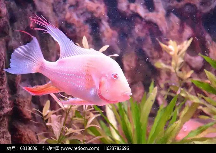 粉色的小鱼