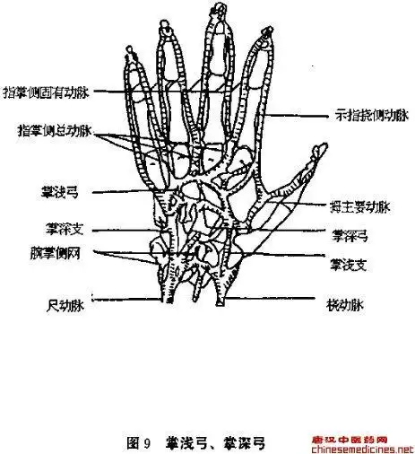 二手的形态结构