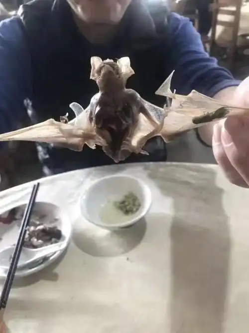 吃蝙蝠的人是无知还是勇敢
