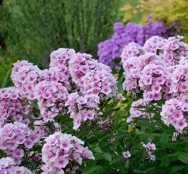 宿根福禄考是夏季里最佳的观花植物!