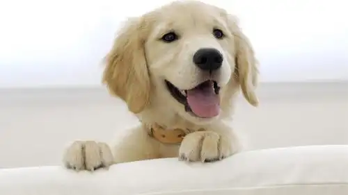 狗狗的口臭和健康息息相关,家长知道吗?