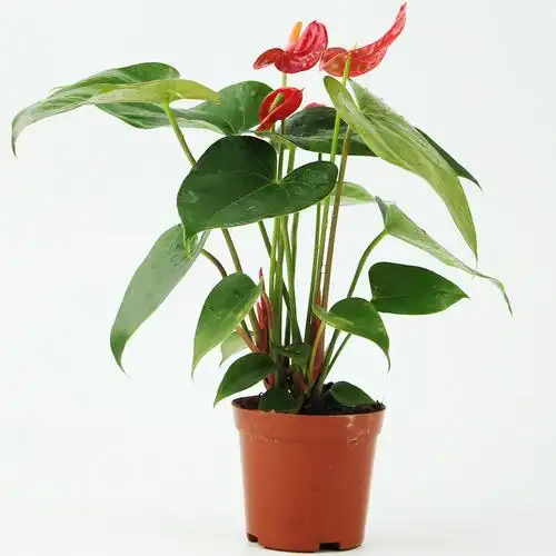 各种盆景花卉图片大全(家庭盆景花卉图片大全图片欣赏)