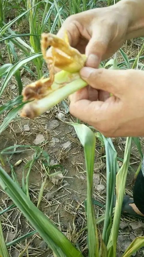 请问专家玉米烂心什么情况