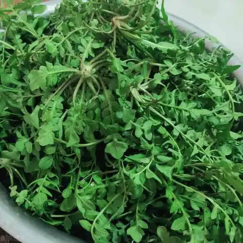 盘点春季可食用的野菜这5种可千万不能错过