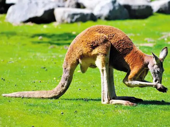 袋鼠的尾巴有什么作用,用来平衡身体