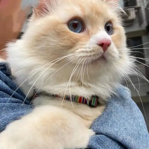 一坨黄色的肉松面包#我家宠物好可爱  #布偶猫  #火焰色布偶