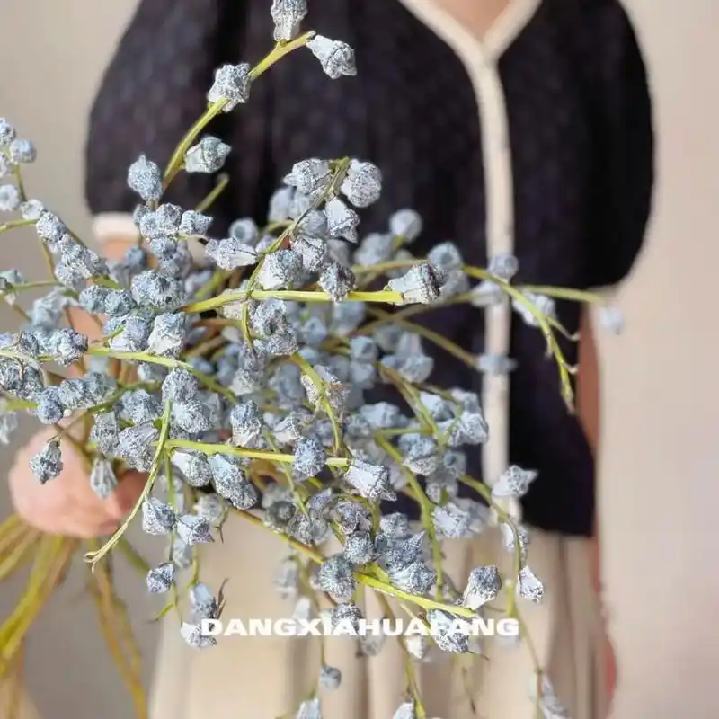 每日识花94尤加利果.#每日识花 尤加利果  97又叫桉树果 - 抖音