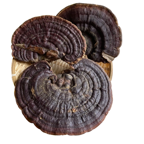 无柄赤芝野生灵芝海南可切包邮整枝灵芝