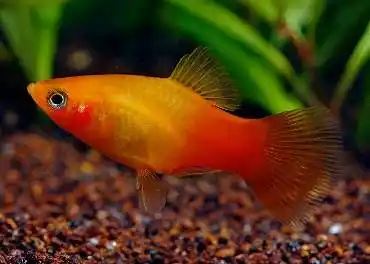 月光鱼图片观赏鱼月光鱼图片