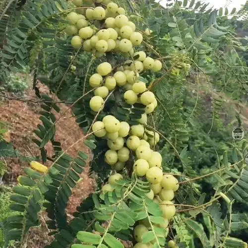 特产小吃新鲜采摘青油甘果余甘果牛甘果滇橄榄果油柑酸水果余甘子5斤