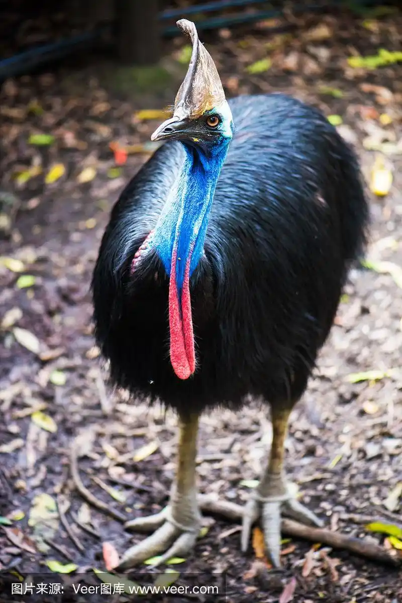 食火鸡全身照片