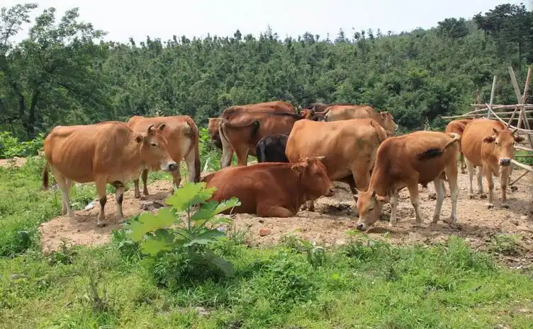 产地/厂家 临沧 品种 鲁西黄牛 用途 肉牛 本公司供应黄牛;产地/厂家