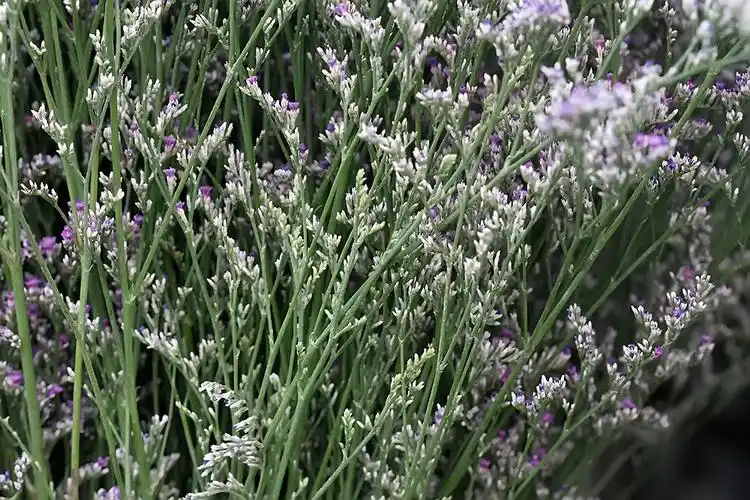 【原创】情人草 - 快乐摄影50 - 快乐摄影50—摄影博客