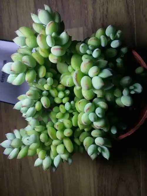 达摩福娘多肉这样养,越养越香,叶片更紧凑