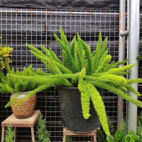 狐尾天门冬盆栽植物庭院花园柜台绿植四季常绿除甲醛观叶花镜花苗