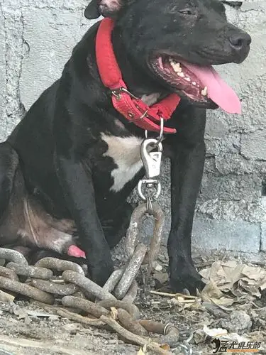 出售比特,黑豹 - 比特犬交易 - 猛犬俱乐部-中国具有影响力的猛犬网站