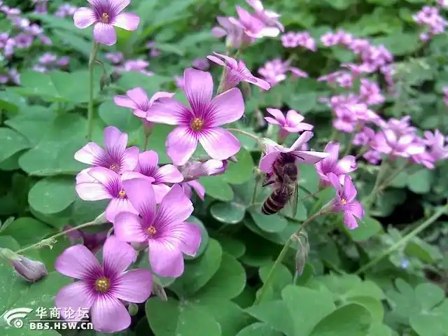 200万像素手机成像欣赏.-全民乱拍-华商论坛