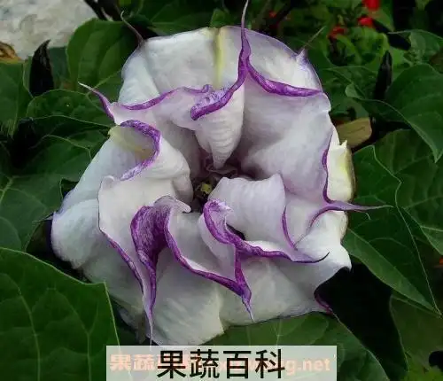 3,曼陀罗可以治风湿性关节炎.