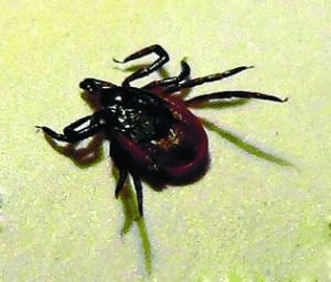 狗狗身上的体外寄生虫(蜱虫)