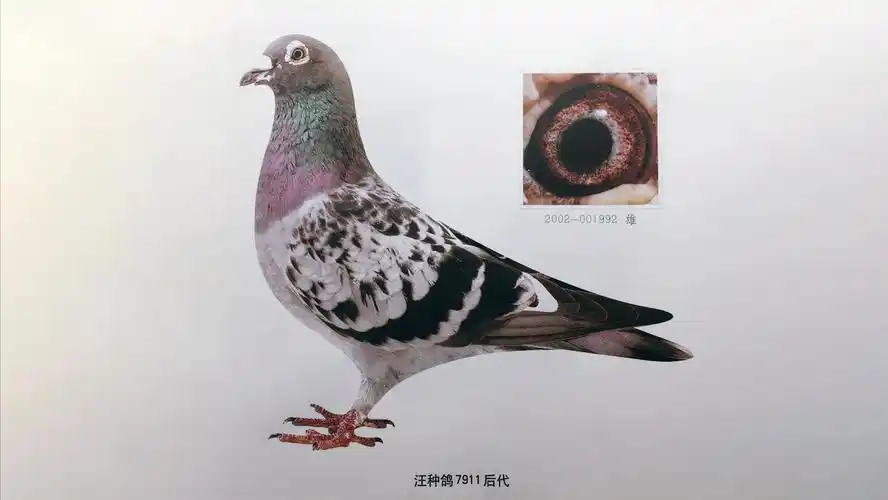 詹森八大种鸽配对图片(纯种) - 赤虎壹号