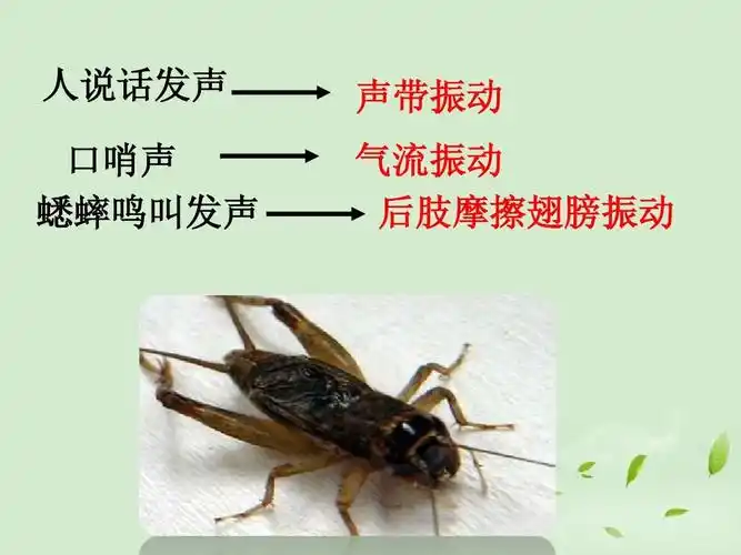 声音的产生与传播