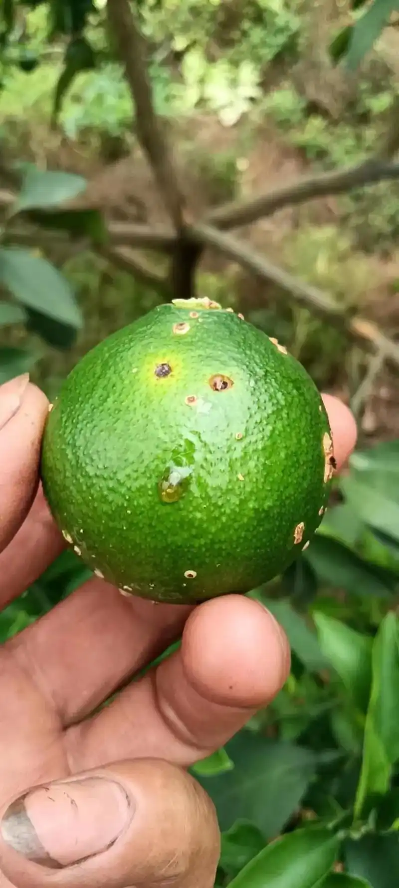 针对当前柑橘褐斑病非常严重,我给大家推荐一套效果特别好的配方