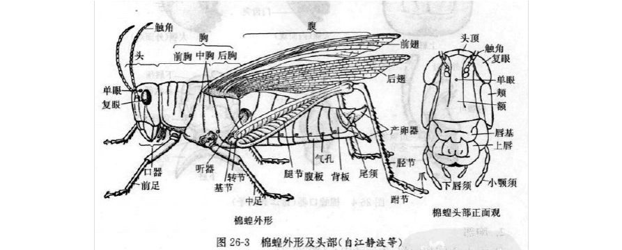 蝗虫解剖结构
