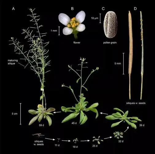 常见模式生物介绍-上海路阳生物技术有限公司