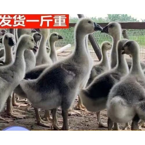 蝶贡狮头鹅苗纯种脱温一斤正宗狮头鹅鹅苗正宗狮头鹅活苗潮汕半斤大鹅