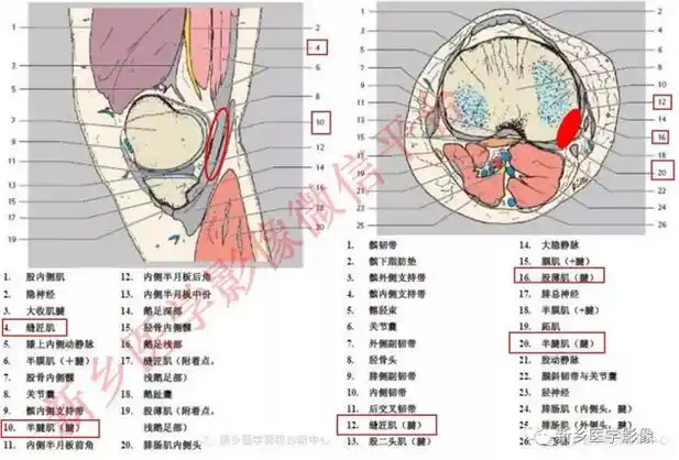 看了很多文章还是记不住膝关节的15个滑囊?试试这个吧!