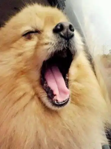 博美,是一种连打哈欠都可爱的狗狗!