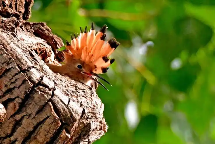 戴胜鸟育幼——观鸟纪实_幼鸟_保护_巢穴