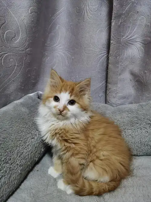 长毛橘白找领养