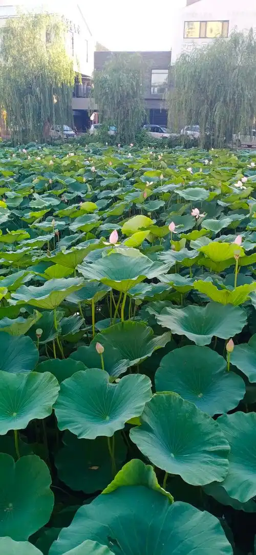 山东省平度市荷花湾拍摄于2021年7月22日下午