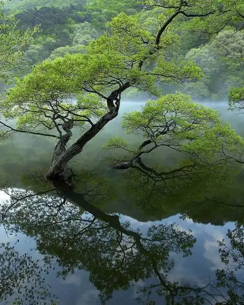 水中树【极品美图】