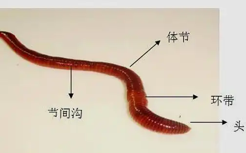 养殖蚯蚓需掌握的内部结构二,呼吸,排泄,神经系统和生殖系统