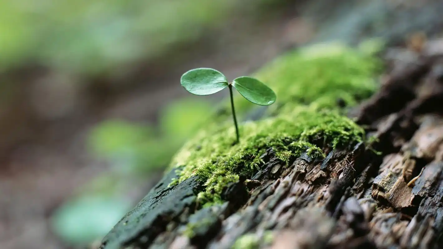 小清新新生绿芽唯美高清桌面壁纸高清大图预览1920x1080_植物壁纸下载