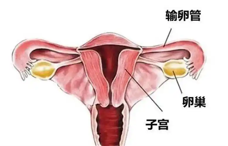 女人你有没有卵巢早衰?中医专家教你一分钟简单自测!
