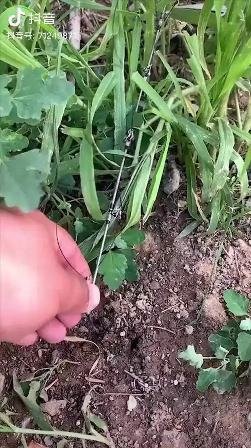 绊脚绳户外农村生活野鸡一定要看到最后