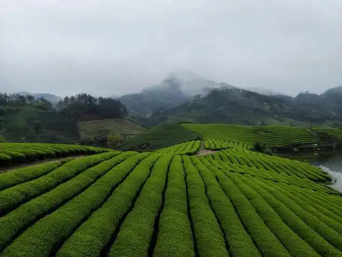 遇见中国最美茶园～浙江武义
