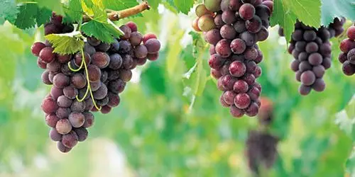 孕妇可以吃葡萄吗_孕妇吃葡萄宝宝眼睛大_孕期吃葡萄的好处 - 知识