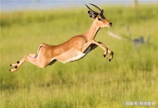 除了人类,还有哪些动物能在2小时内跑完42公里?