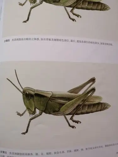 工笔草虫 王永才